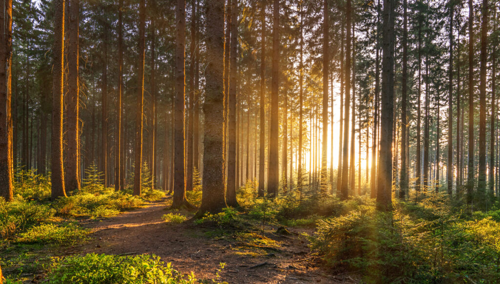 AdobeStock_242895340